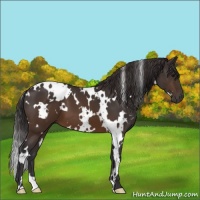 Horse Color:White Spotted Buckskin