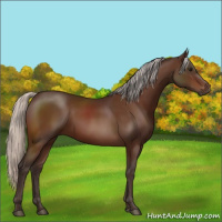 Horse Color:Silver Bay 