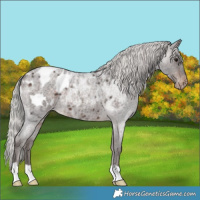 Horse Color:Silver Brown Roan Appaloosa 