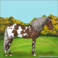 Horse Color:White Spotted Silver Buckskin 