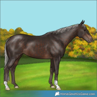Horse Color:Silver Brown 
