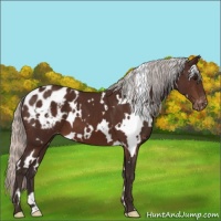 Horse Color:White Spotted Silver Brown Appaloosa 