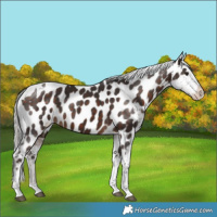 Horse Color:Silver Brown Tobiano Appaloosa 
