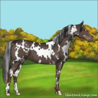Horse Color:White Spotted Liver Chestnut