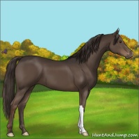 Horse Color:Liver Chestnut 