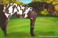Horse Color:White Spotted Liver Chestnut Appaloosa 