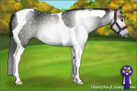 Horse Color:Gray Black Tobiano 
