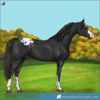 Horse Color:Liver Chestnut Appaloosa 
