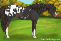 Horse Color:Liver Chestnut Appaloosa 