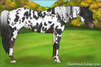 Horse Color:White Spotted Liver Chestnut Blanket 