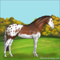 Horse Color:Liver Chestnut Splash Appaloosa 