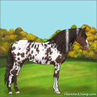 Horse Color:White Spotted Liver Chestnut Blanket 