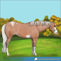 Horse Color:Silver Bay Appaloosa 