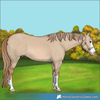 Horse Color:Red Dun 
