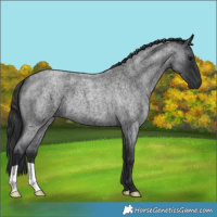 Horse Color:Blue Roan 