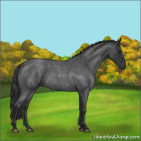 Horse Color:Blue Roan 