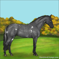Horse Color:White Spotted Blue Roan 
