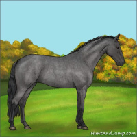 Horse Color:Blue Roan 