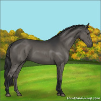 Horse Color:Black 