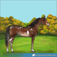 Horse Color:White Spotted Liver Chestnut 