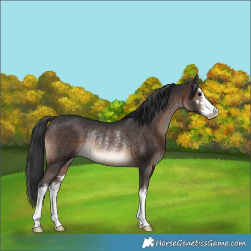 Horse Color:White Spotted Brown Rabicano 
