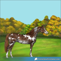 Horse Color:White Spotted Chestnut Ice Sabino Rabicano 