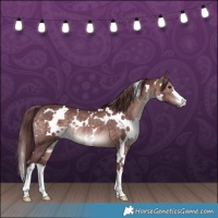 Horse Color:Platinum White Spotted Chocolate Bay Rabicano 