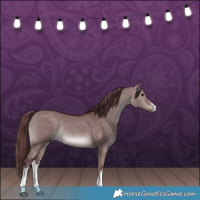 Horse Color:Platinum White Spotted Chocolate Brown Dun Rabicano 