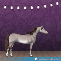 Horse Color:Platinum White Spotted Chocolate Brown Dun Rabicano