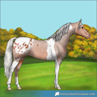 Horse Color:Silver Bay Tobiano Appaloosa 
