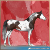Horse Color:Brown Splash Tobiano 