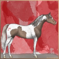 Horse Color:Silver Grullo Tobiano Appaloosa 