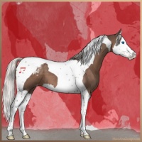 Horse Color:Silver Black Splash Tobiano Appaloosa 