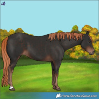 Horse Color:Liver Chestnut 
