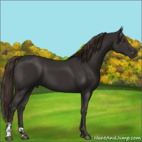 Horse Color:Liver Chestnut Sabino 