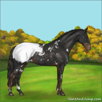 Horse Color:White Spotted Liver Chestnut Appaloosa 