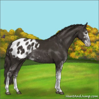 Horse Color:Liver Chestnut Sabino Appaloosa Rabicano 