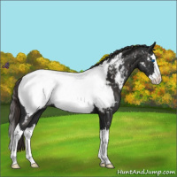 Horse Color:Liver Chestnut Sabino Splash Near Fewspot