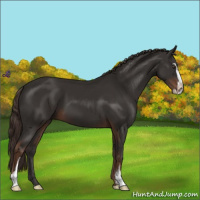 Horse Color:Liver Chestnut Sabino 