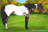 Horse Color:White Spotted Liver Chestnut Sabino Near Fewspot 