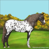 Horse Color:Liver Chestnut Near Leopard 