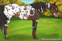Horse Color:White Spotted Liver Chestnut Blanket 