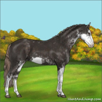 Horse Color:Liver Chestnut Sabino Appaloosa 