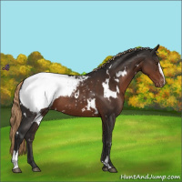 Horse Color:White Spotted Liver Chestnut Sabino Appaloosa 
