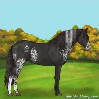 Horse Color:White Spotted Liver Chestnut 