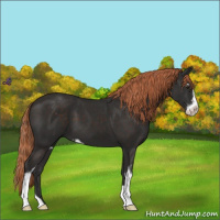 Horse Color:Liver Chestnut Sabino 