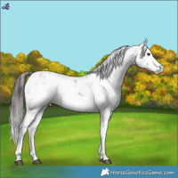 Horse Color:Liver Chestnut Sabino