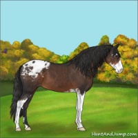 Horse Color:Liver Chestnut Sabino Appaloosa 