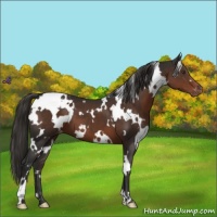 Horse Color:White Spotted Liver Chestnut Appaloosa 