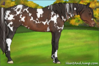 Horse Color:White Spotted Liver Chestnut Appaloosa 